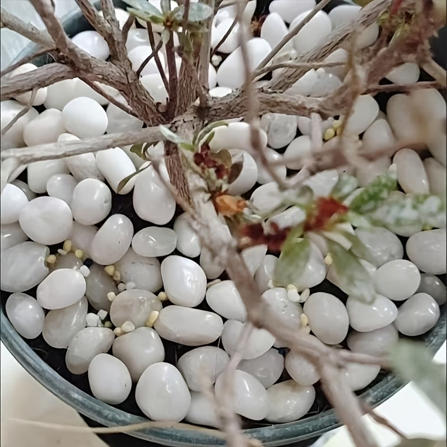 Piedras de Guijarro Blancas Pu - Bonsai Rock Garden reseña y precio