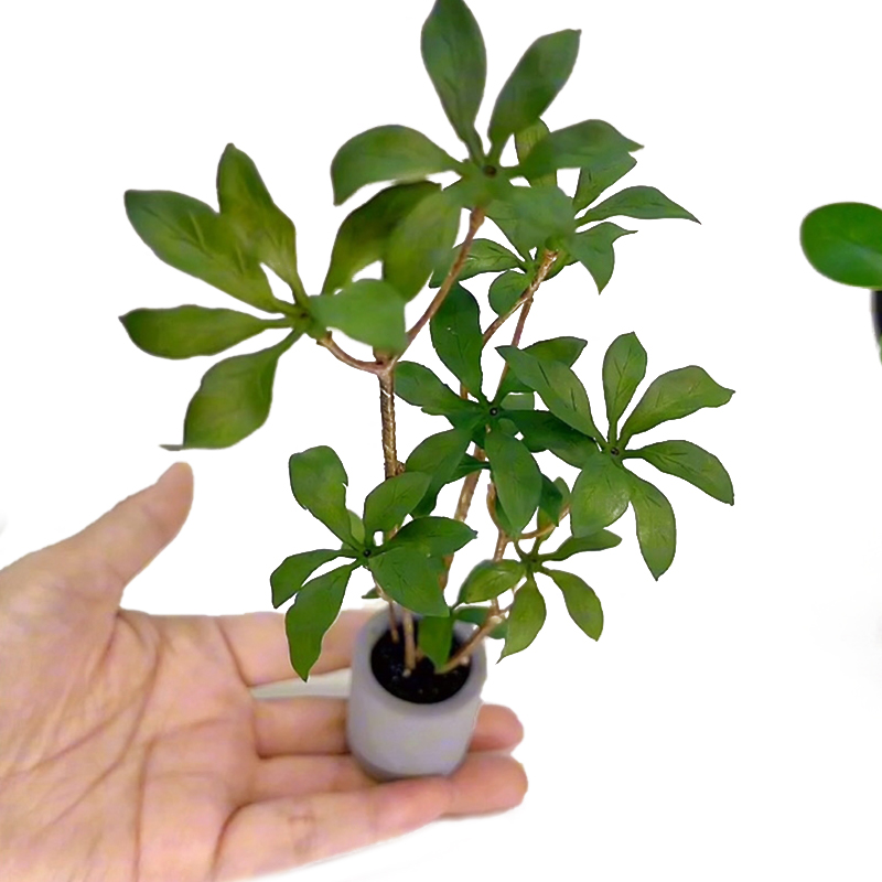 Modelo de plantas en maceta en - Bonsai Garden House reseña y precio