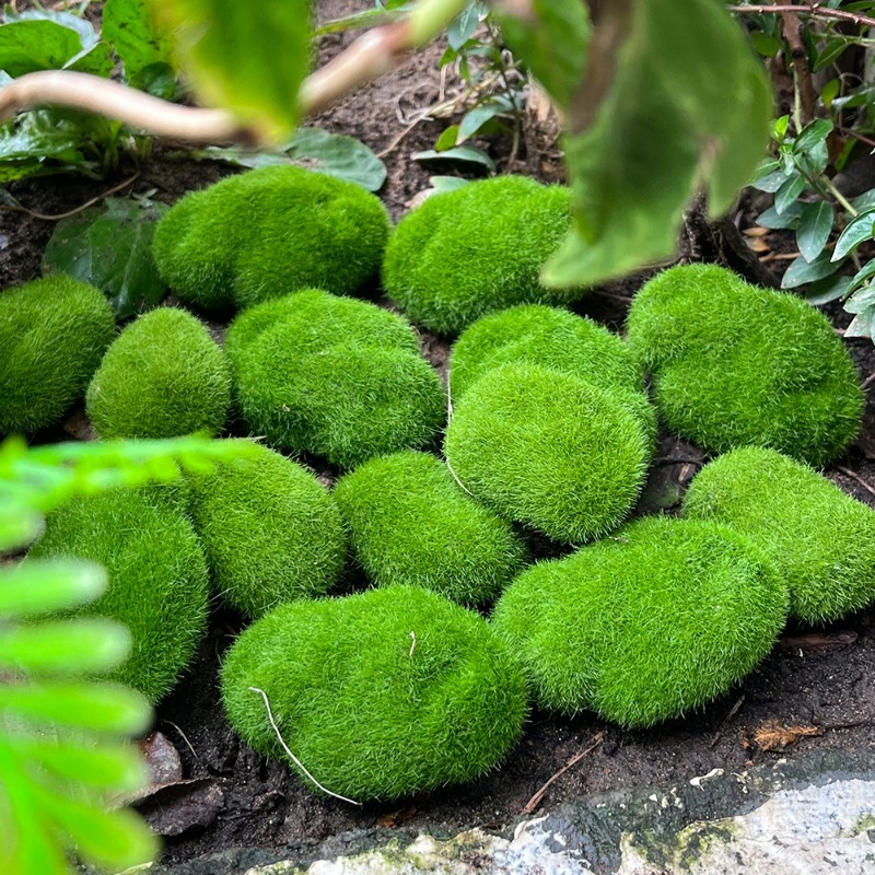5/30 piezas de musgo artificia - Bonsai Rock Garden reseña y precio