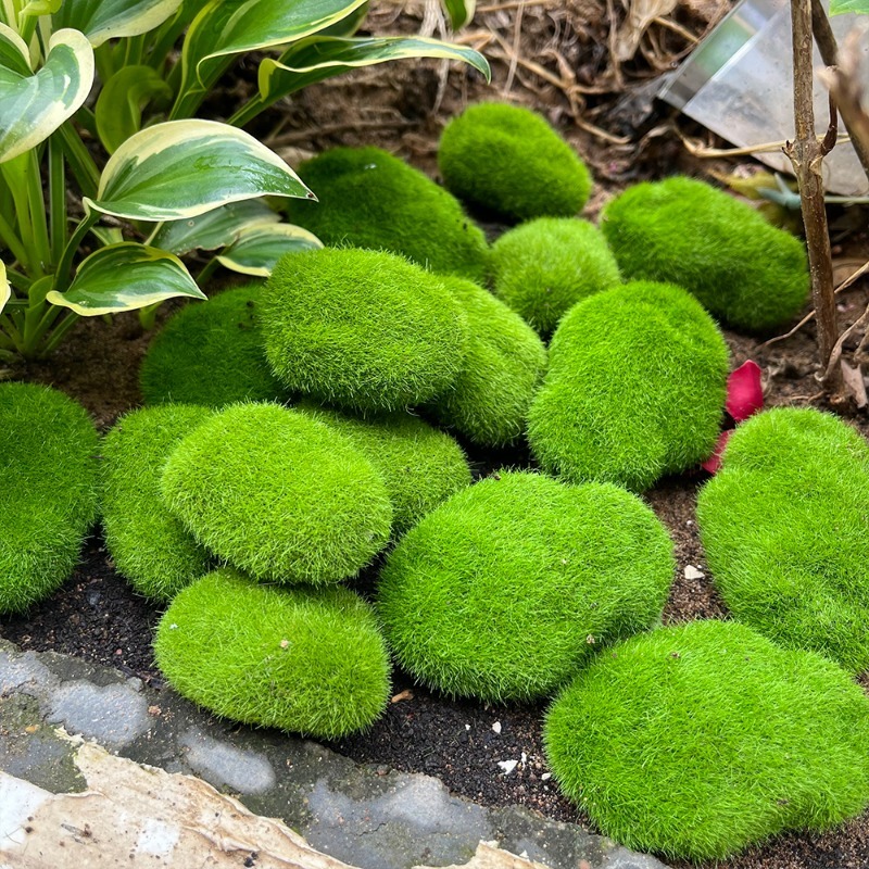 5/30 piezas de musgo artificia - Bonsai Rock Garden reseña y precio