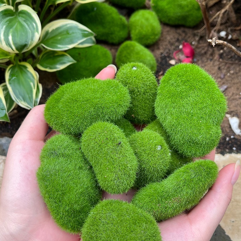 5/30 piezas de musgo artificia - Bonsai Rock Garden reseña y precio