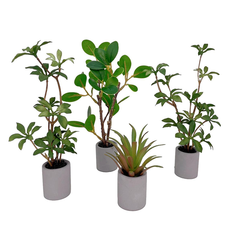 Planta en maceta en miniatura  - Bonsai Garden House reseña y precio