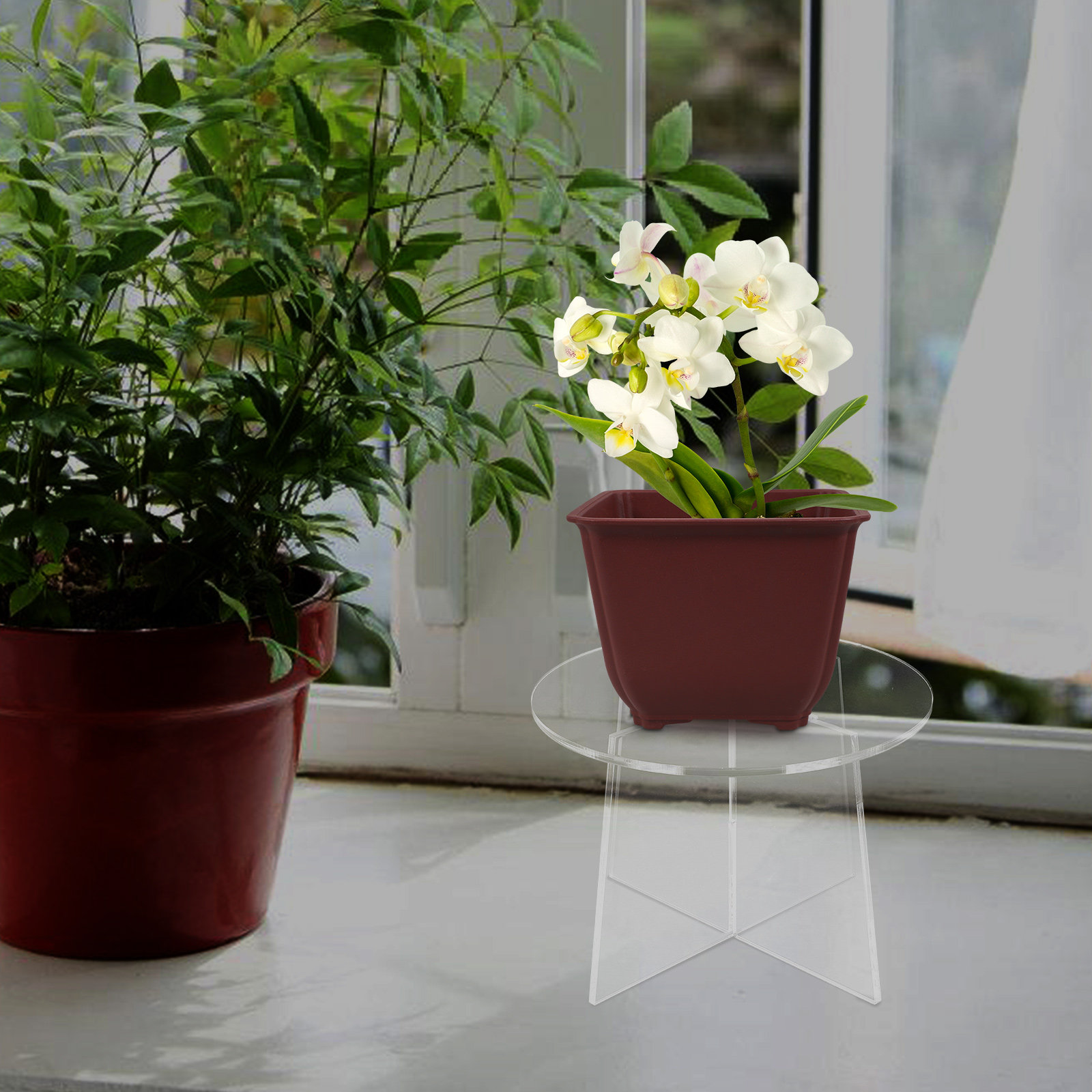 Soporte de acrílico para plant - Bonsai Garden Display Stands reseña y precio